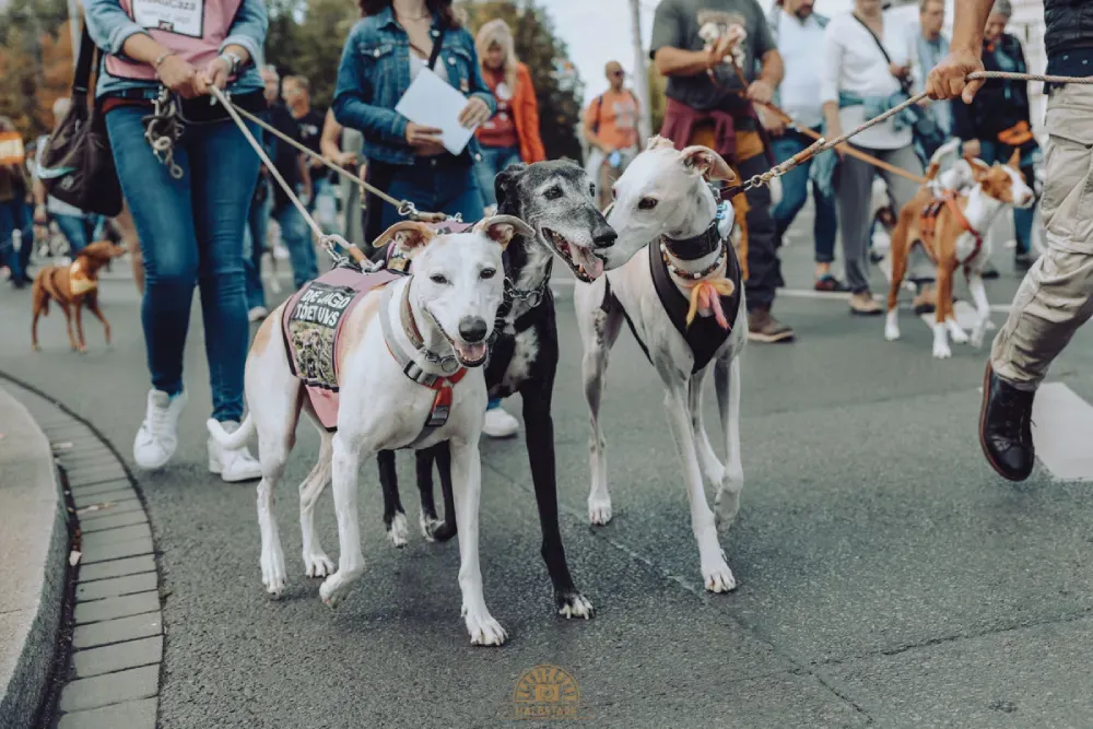 Drei Hunde im Vordergrund, dahinter mehrere Menschen