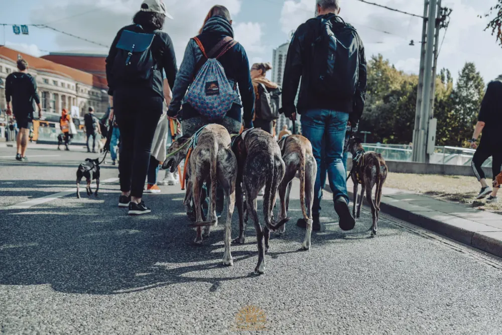 Drei Hunde von hinten, dahinter drei Menschen und weitere Hunde