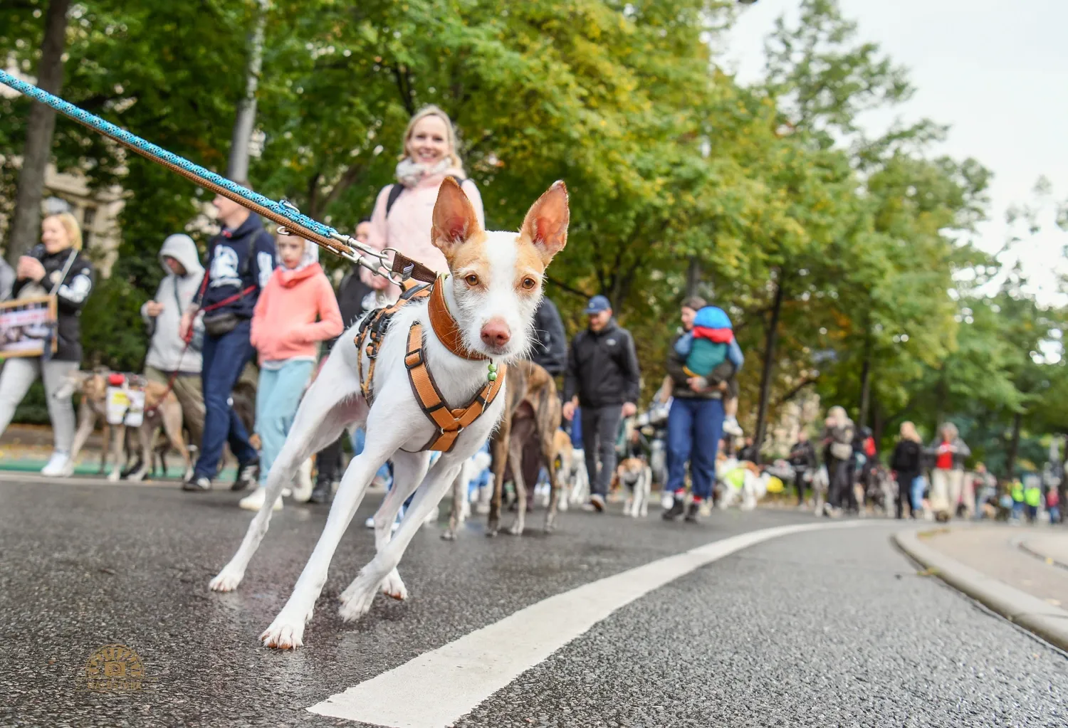 Ein kleiner Hund der direkt in die Kamera schaut