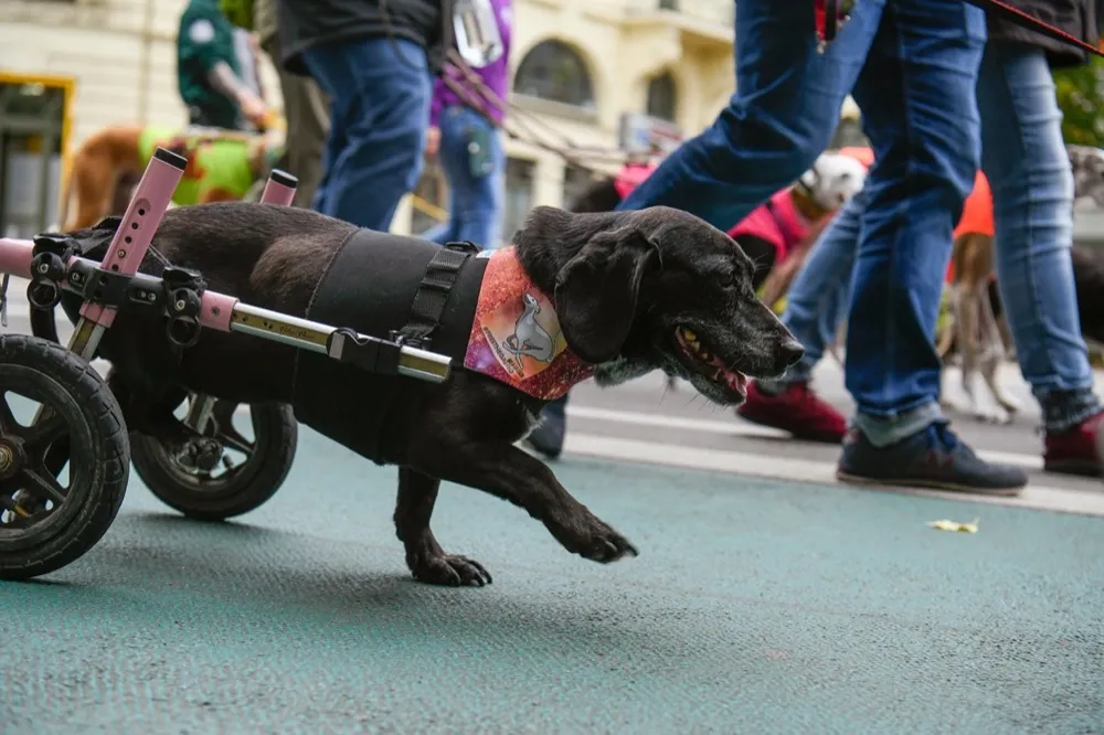 Ein kleiner Hund der mit einem Hunderollstuhl