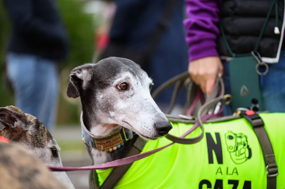 Hund mit einer neongelben Weste