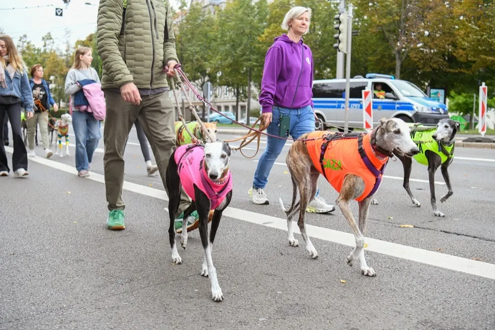 Vier Windhunde die vor und zwischen zwei Menschen laufen