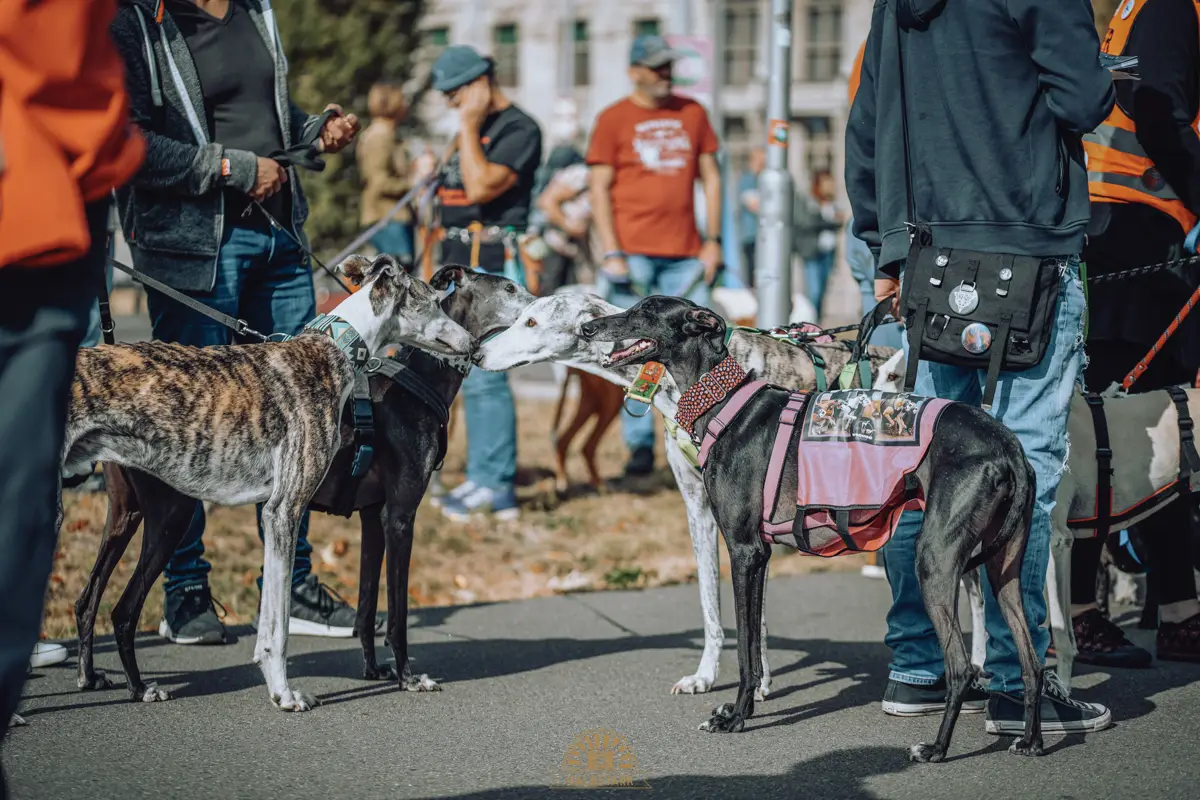 Vier Windhunde zwischen mehreren Menschen