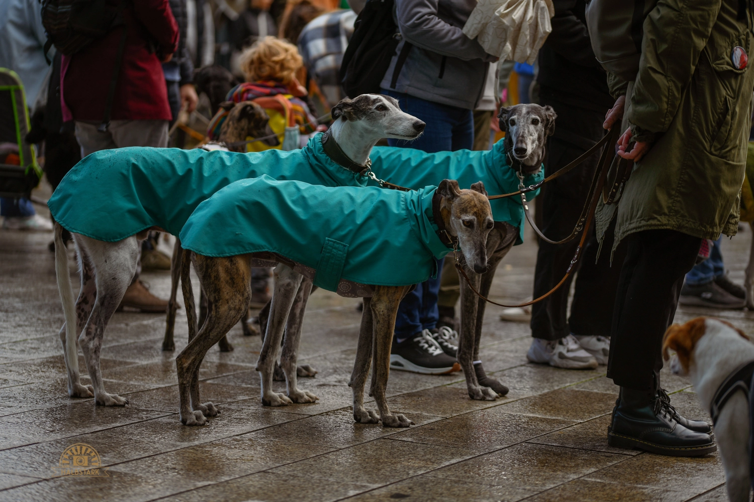 Drei Hunde mit Regenmänteln