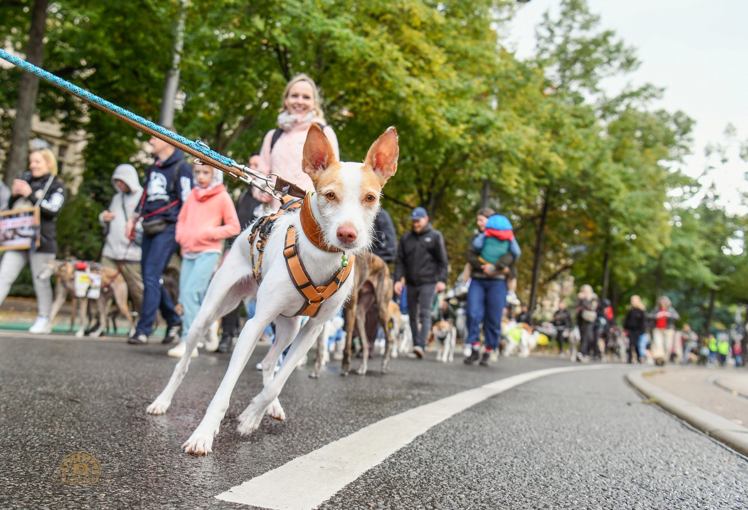 Ein kleiner Hund der direkt in die Kamera schaut