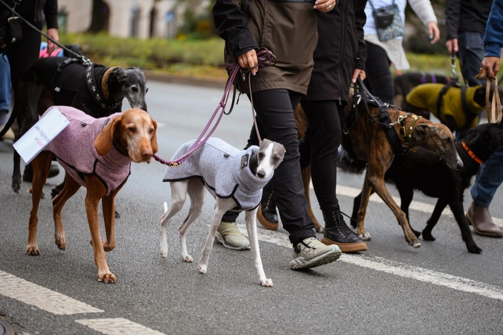 Mehrere Hunde die neben ihren Herrchen und Frauchen laufen